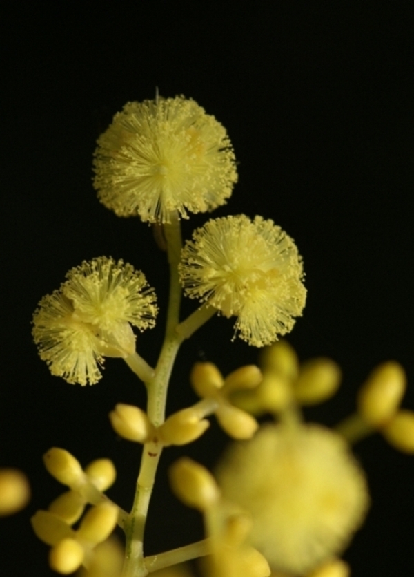 Acacia myrtifolia